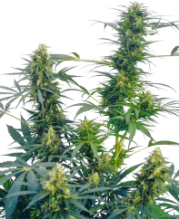 Sensi Seeds Cannabis Seeds Guerilla's Gusto® Regular, 10 st