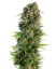 Sensi Seeds Kannabisfræ Hindu Kush Automatic® Feminized, 3-10 stk