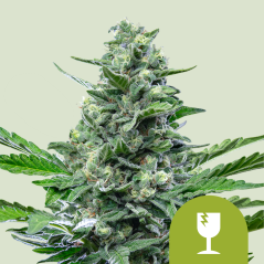 Royal Queen Seeds Hạt giống cần sa Royal Critical Auto