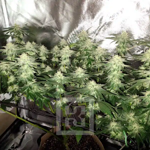 Blimburn Seeds Семена от канабис Blackberry Moonstones Feminized