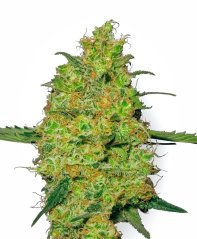 Sensi Seeds Cannabis Seeds Master Kush Regular frá White Label, 10 stk