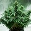 Royal Queen Seeds Hanfsamen Royal Jack Auto