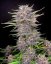 Fast Buds Cannabis Seeds Banana Purple Punch Auto