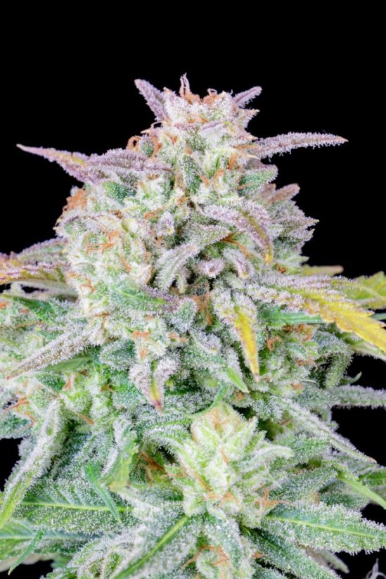 Fast Buds Cannabis Seeds Afghan Kush Auto