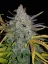 Semillas de Marihuana Fast Buds Rhino Ryder Auto