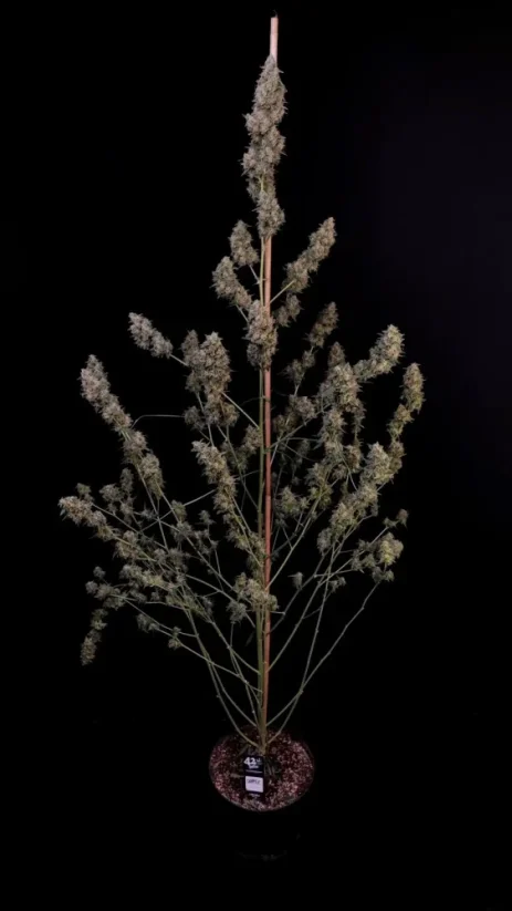 Fast Buds Biji Ganja Keju Otomatis