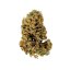 Royal Queen Seeds Cannabis Seeds White Widow Auto