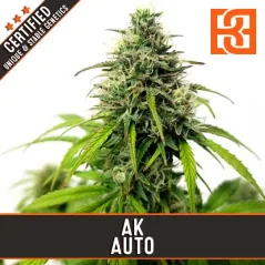 Blimburn Seeds Sementes de Cannabis AK Auto