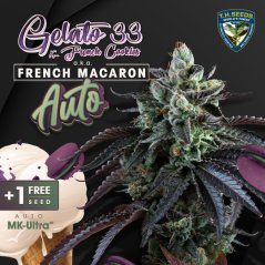 T.H.Seeds™ Semi di Cannabis Auto French Macaron, Confezione da 6+1, femminizzati