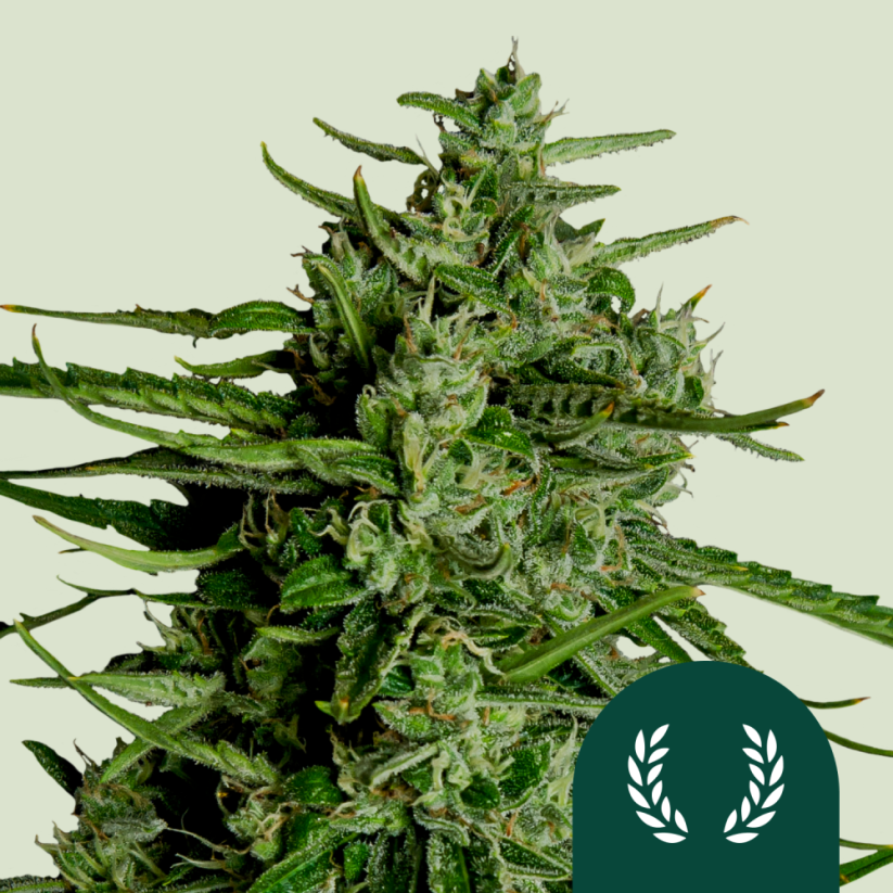 Royal Queen Seeds Семена от канабис Titan F1 Auto