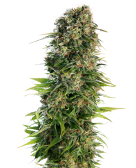 Sensi Seeds Kannabiksen siemenet Hindu Kush Automatic® Feminized, 3-10 kpl