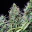 Royal Queen Seeds Żerriegħa tal-Kannabis Amnesia Haze Auto