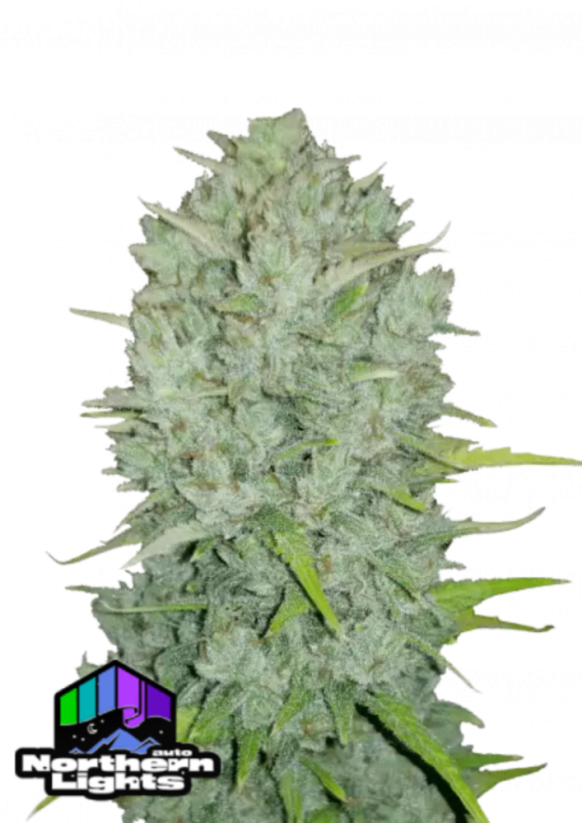 Fast Buds Cannabis Seeds Northern Lights Auto