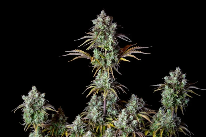 Fast Buds კანაფის თესლი Big Bud Auto