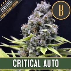 Blimburn Seeds Cannabis Seeds Critical Auto