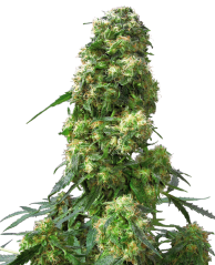 Sensi Seeds Cannabisfrø Early Skunk® Regular, 10 stk.