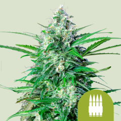 Royal Queen Seeds Hạt giống cần sa Royal AK Auto