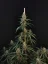 Fast Buds Cannabis Seeds Cheese Auto