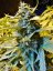 T.H.Seeds™ Hanfsamen Auto Northern HOG™, diverse Packungen, feminisiert