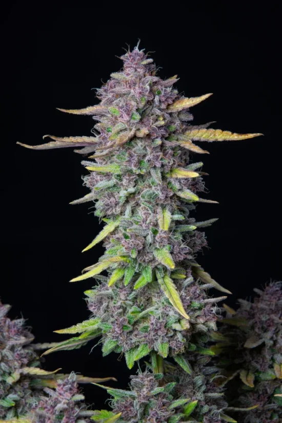 Насіння коноплі Fast Buds Purple Punch Auto