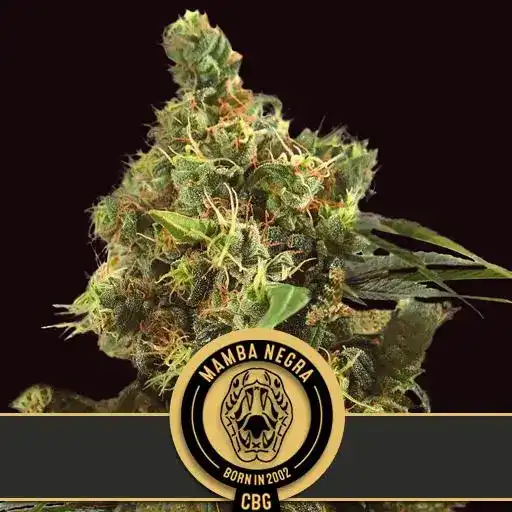 Blimburn Seeds Cannabisfrön Mamba Negra CBG