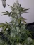 Fast Buds Nasiona konopi Girl Scout Cookies Auto