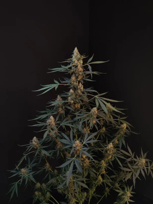 Fast Buds Sjemenke konoplje Northern Lights Auto