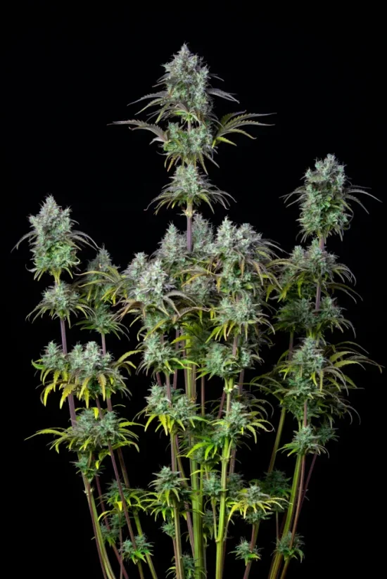 Fast Buds Hanfsamen Big Bud Auto