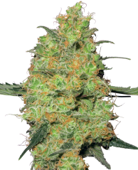 Sensi Seeds Cannabis Seeds Master Kush Feminized by White Label, 3-10 kpl