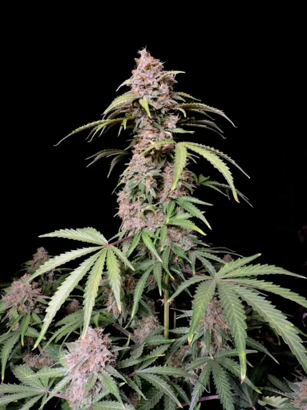 Fast Buds Cannabis Seeds Amnesia Zkittlez Auto