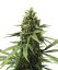 Royal Queen Seeds Cannabis Seeds Apple Fritter Feminized