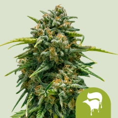 Royal Queen Seeds Cannabisfrø Sweet Skunk Auto