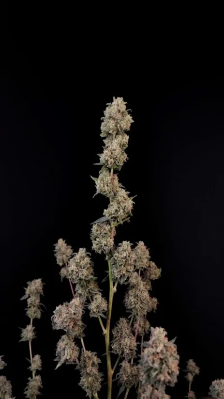 Hạt giống cần sa Fast Buds AK Auto