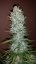 Graines de cannabis Fast Buds G14 Auto