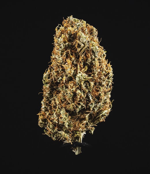 Royal Queen Seeds Nasiona konopi North Thunderfuck Auto