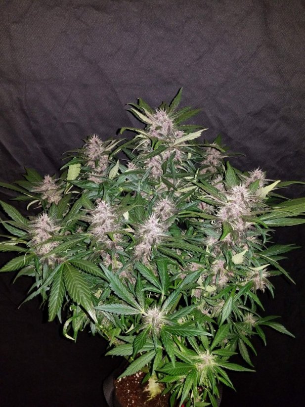 Fast Buds Hanfsamen C4 Auto