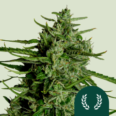 Royal Queen Seeds კანაფის თესლი Titan F1 Auto