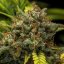 Royal Queen Seeds Biji Ganja Sweet Skunk Auto