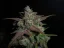 Fast Buds Cannabis Seeds Lemon AK Auto