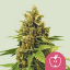 Royal Queen Seeds Cannabis Seeds Apple Fritter Feminized