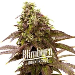 Blimburn Seeds Cannabis Seeds Sleepy Joe Feminized