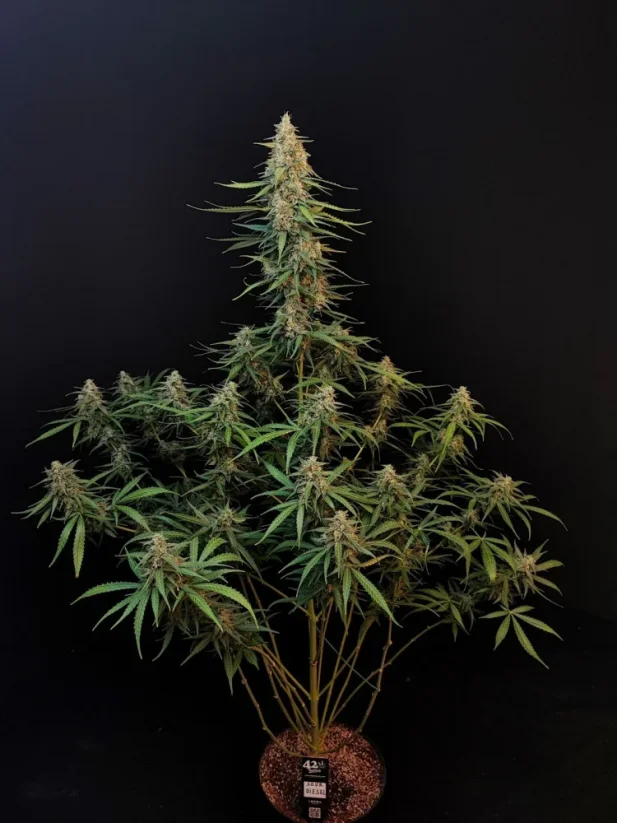 Fast Buds Cannabis Seeds Sour Diesel Auto