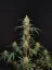 Fast Buds Cannabis Seeds Chemdawg Auto