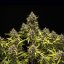 Royal Queen Seeds Żrieragħ tal-Kannabis Blue Cheese Auto