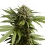 Royal Queen Seeds Cannabisfrø Æblefritter Auto