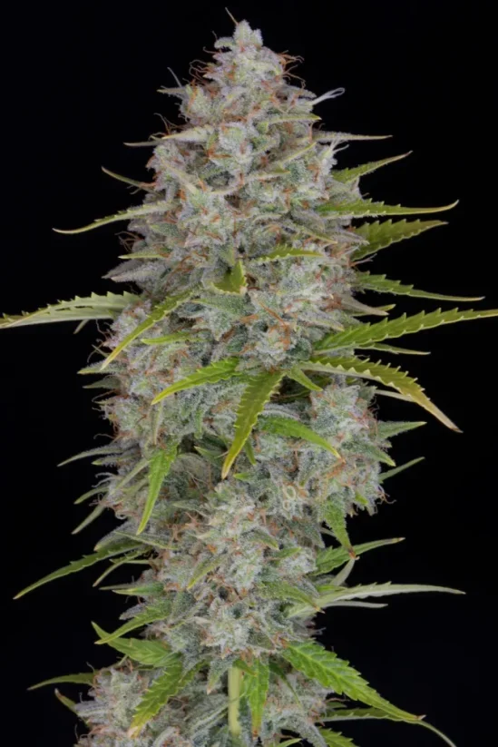 Fast Buds Sementes de Cannabis Laranja Sherbet Auto