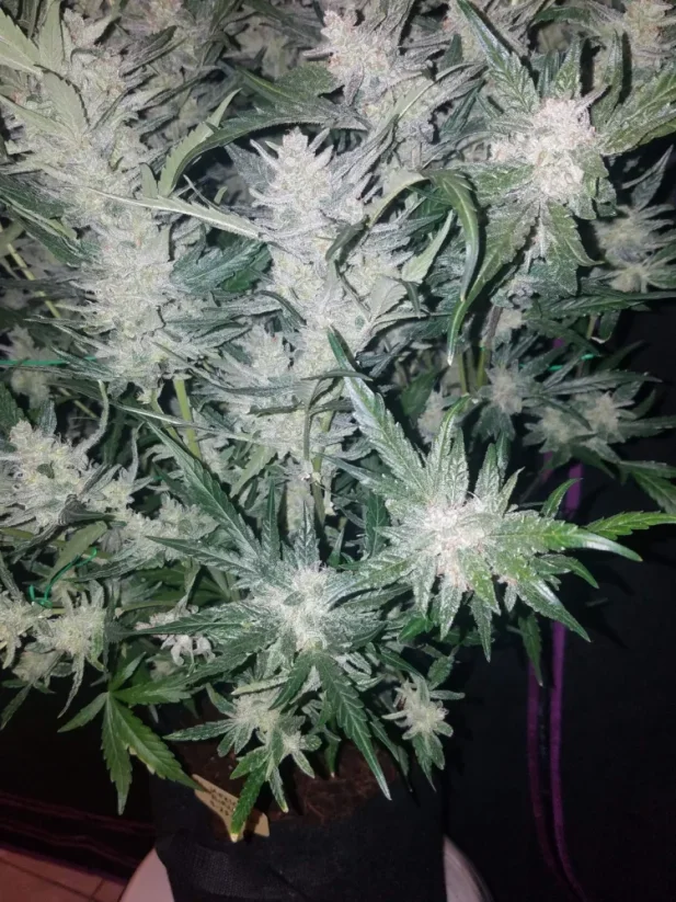 Fast Buds Biji Ganja Mexican Airlines Auto