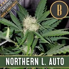 Blimburn Seeds Насіння коноплі Northern Lights Auto