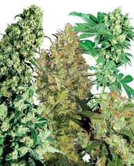 Sensi Seeds Cannabis Seeds Indoor Mix® Regular, 25 vnt.