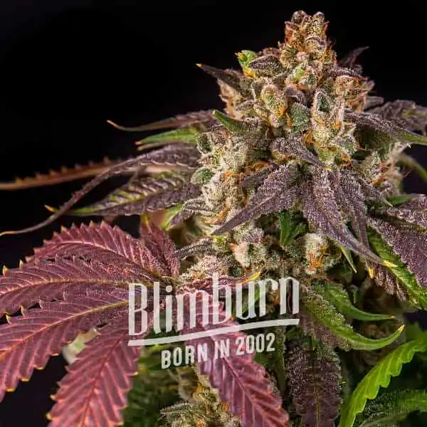 Blimburn Seeds კანაფის თესლი ვარდისფერი Runtz Auto